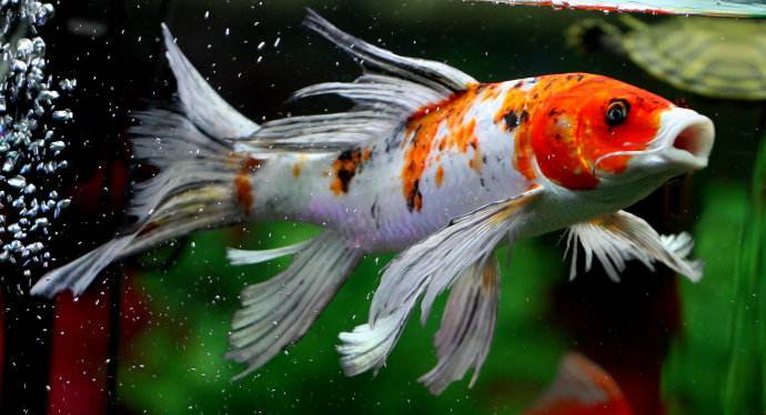 鱼病锚头蚤怎么治疗,虱子肉眼可见