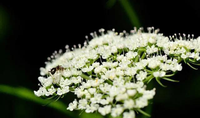石楠花为什么是生命之花,石楠花是怎样的