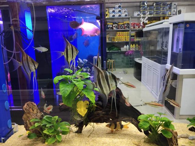 价格高昂的观赏鱼,很贵的鱼观赏鱼凶猛