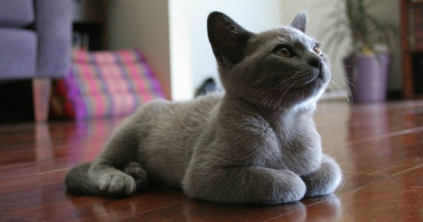 高层养猫必须要装纱窗吗,高层养猫关笼子