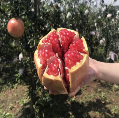 西昌黄联关镇：小石榴做出大文章软籽石榴映“红”乡村致富路