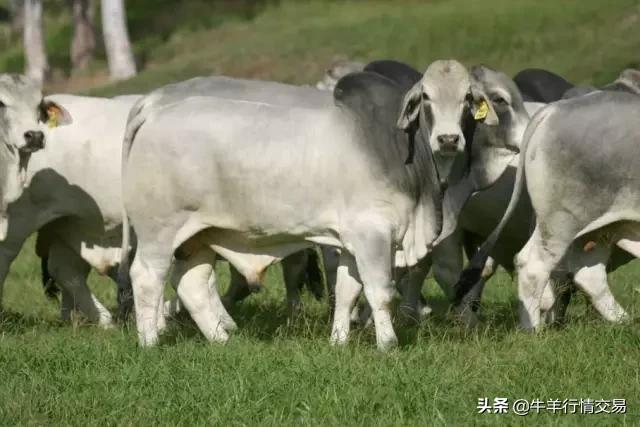 牛常见品种有哪些,牛的品种介绍及图片