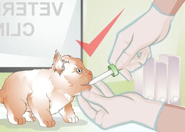 猫咪受伤怎么救助路边,猫咪受伤怎么治疗