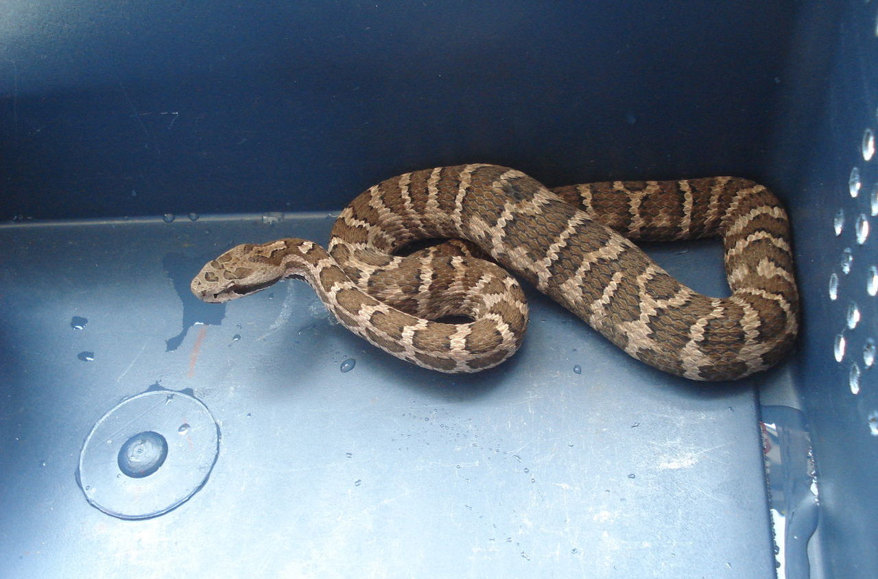 有毒蛇的地方长什么草,有毒蛇和无毒蛇咬的伤口区别