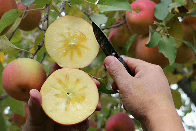 苹果冰糖心其实是苹果的一种病害,糖心苹果是病苹果吗