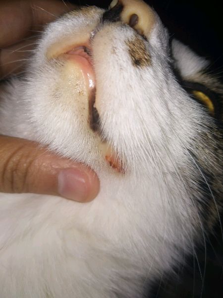 猫咪厌食有脂肪肝怎么办,猫咪积食的症状以后还会吃饭吗