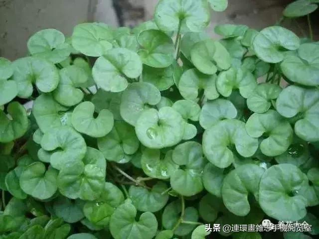 100种常见花卉植物图谱,100种花卉素描图谱