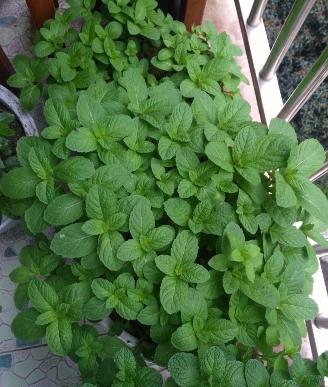 用薄荷种子怎么养出薄荷,薄荷种子一般催芽几天出芽