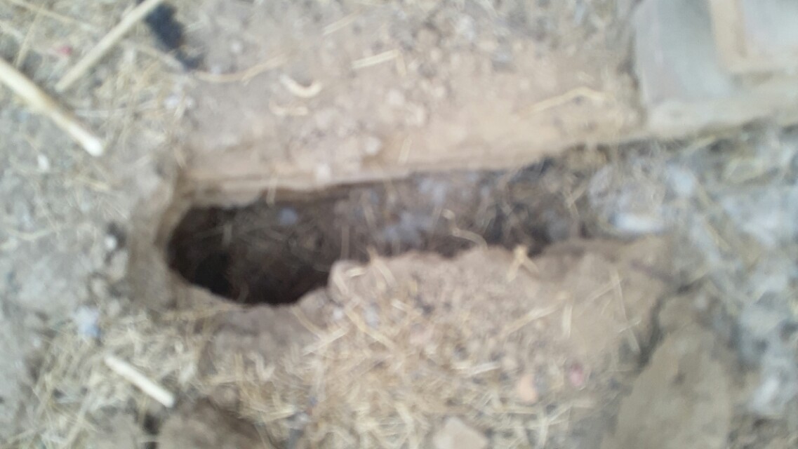 兔子假怀孕的表现,兔子假孕增长体重吗