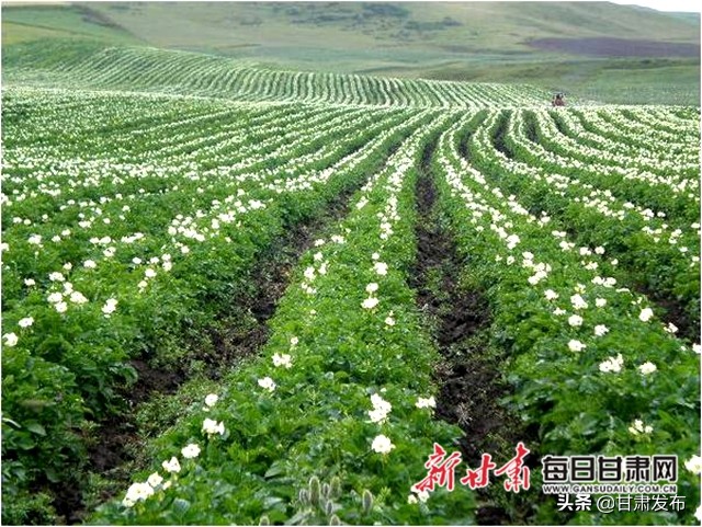 王一航：与农民一起扶犁37年马铃薯育种世界称王