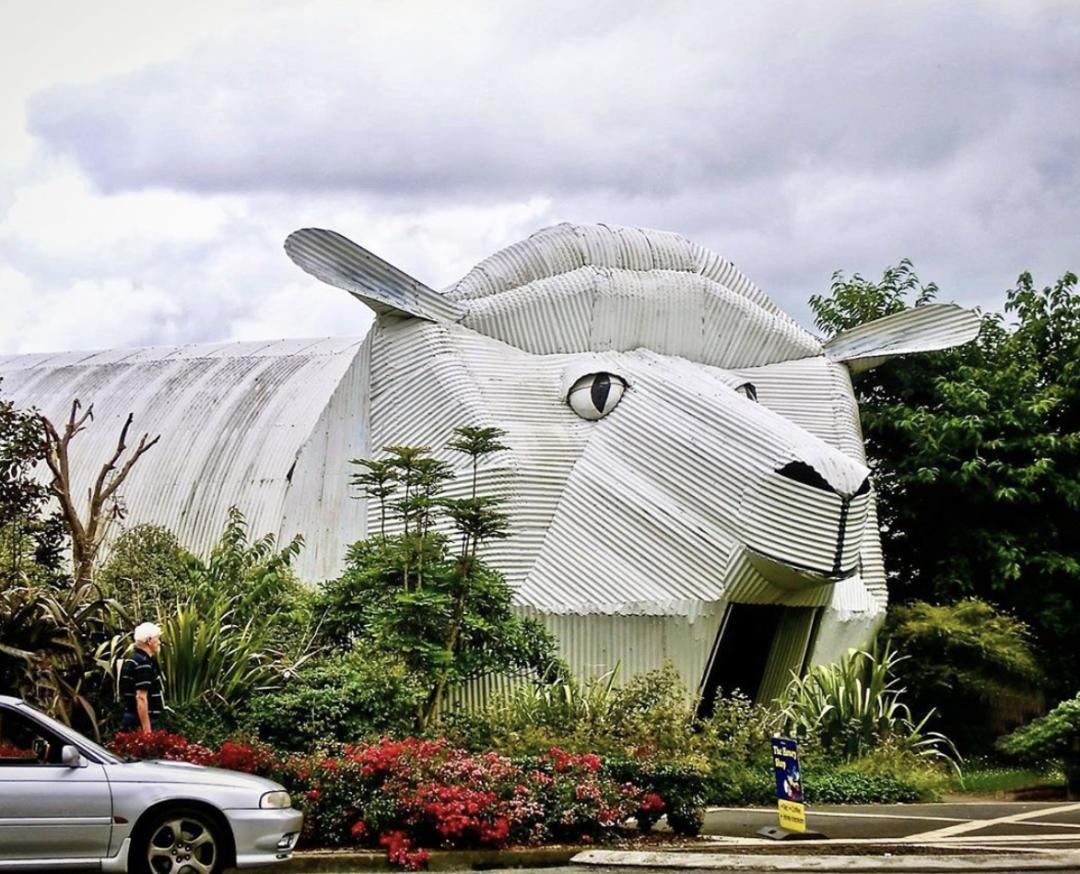 看了就想养的宠物,看了就想抱的宠物