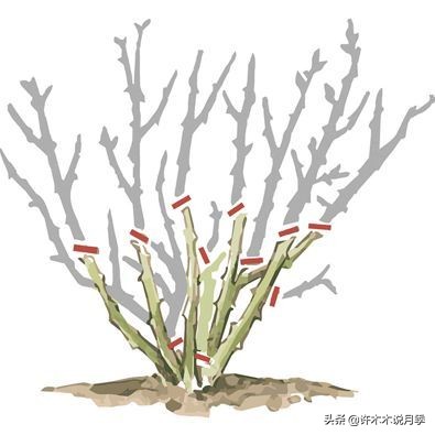 买到牙签苗怎么办,月季牙签苗能买吗