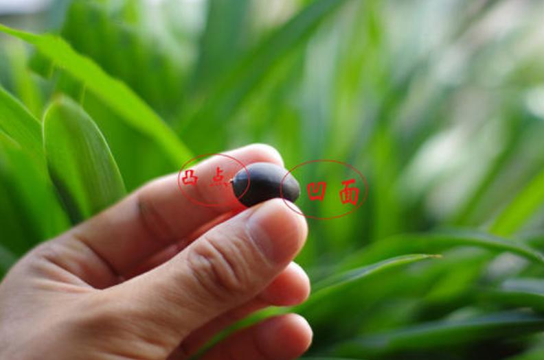 碗莲夏天的养殖方法,碗莲夏天可不可以种