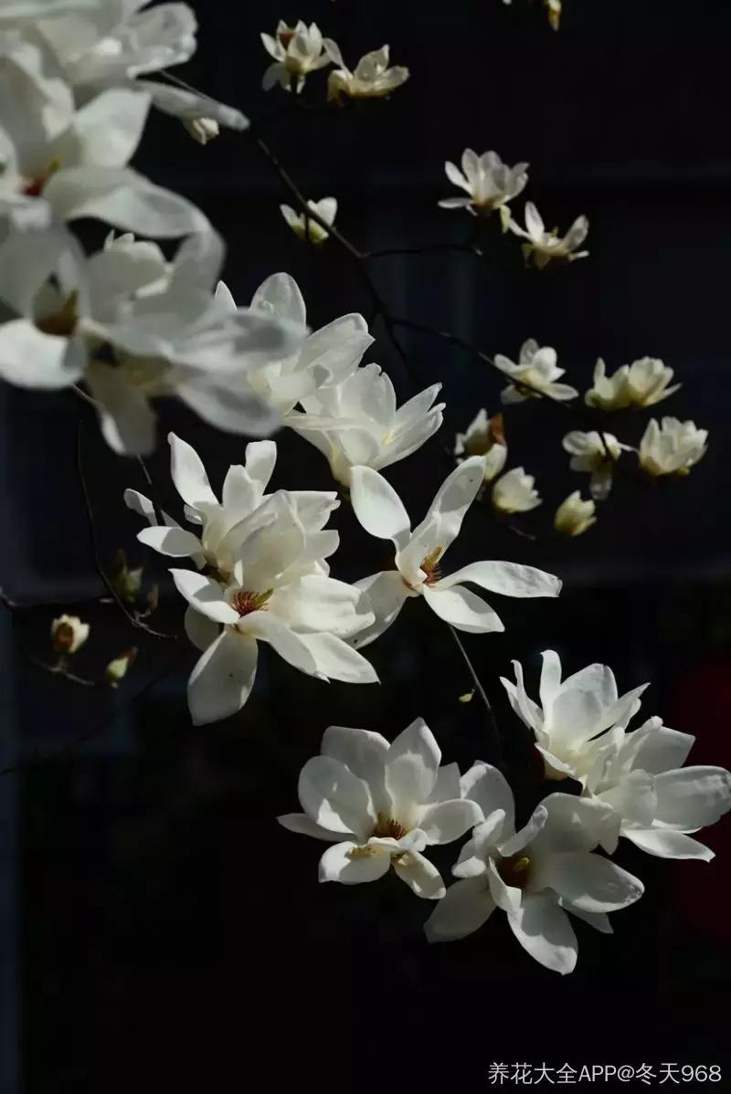 好书推荐快来领取你的宝藏书单,100种百花图谱大全