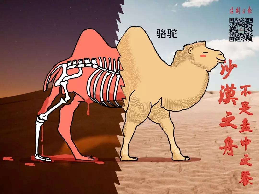 呼吁大家拒绝野味怎么说,拒绝野味该做到的事情