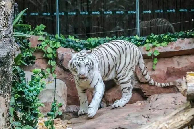 长隆野生动物世界暑假攻略,广州长隆野生动物园亲子一日游攻略