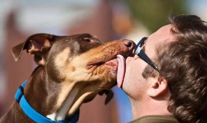 别再嫌弃狗狗舔人脏，其实它想要表达这几件事