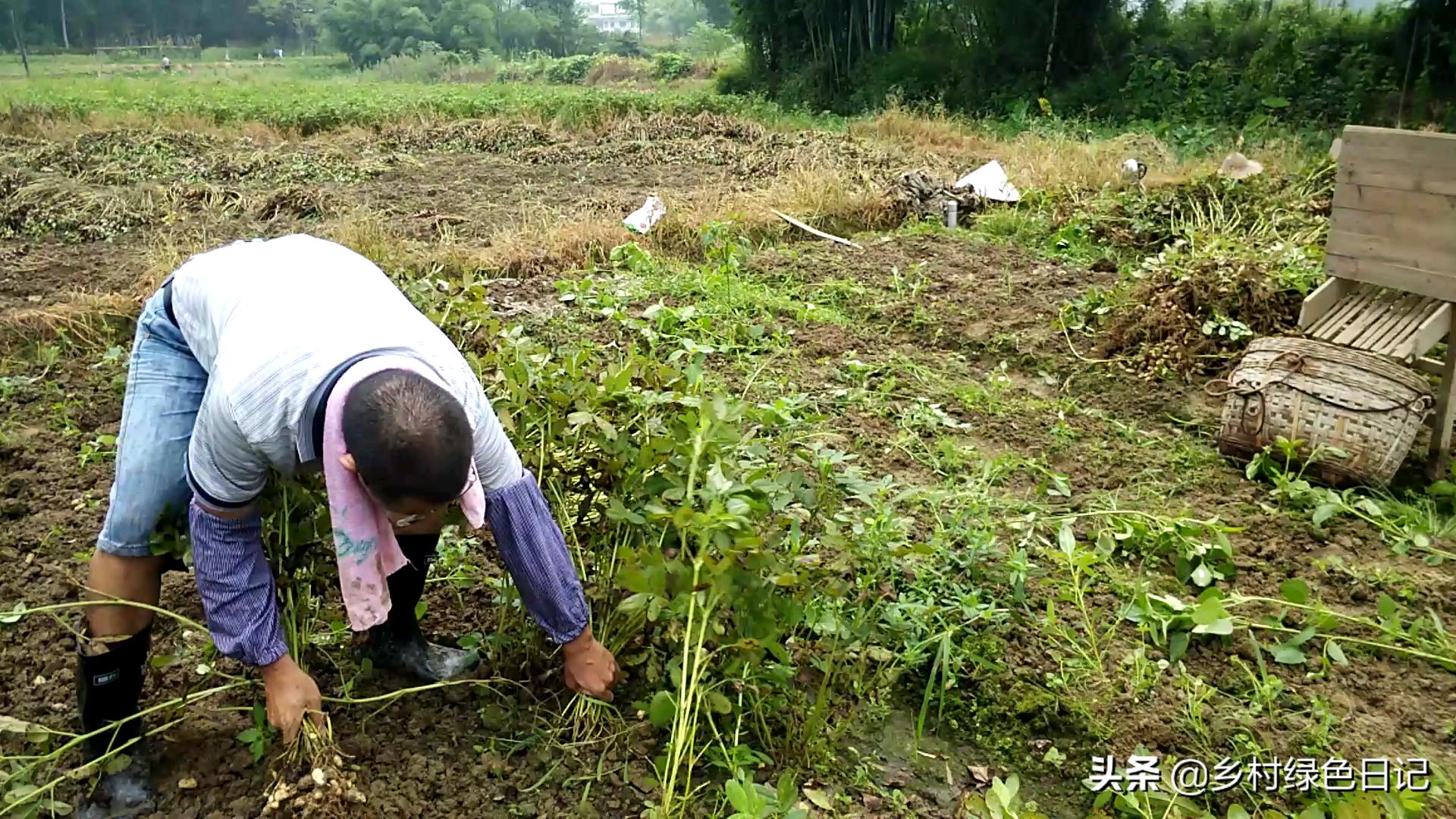 农民花生收获的季节,农民收获花生场景