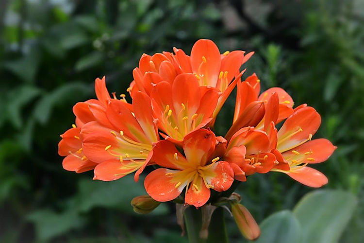 君子兰寓意,君子兰怎么辨别烂根