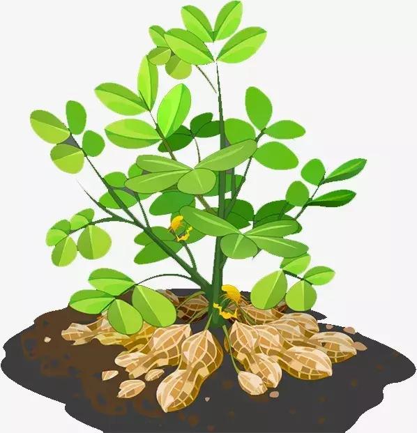 七彩花生种植基地图片,七彩花生和五彩花生区别