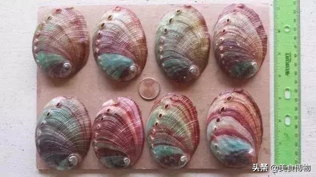 鲍鱼大全，带你认知全世界的鲍鱼（下）