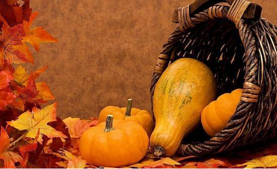 种植南瓜出蛆原因,种的南瓜总是烂怎么办