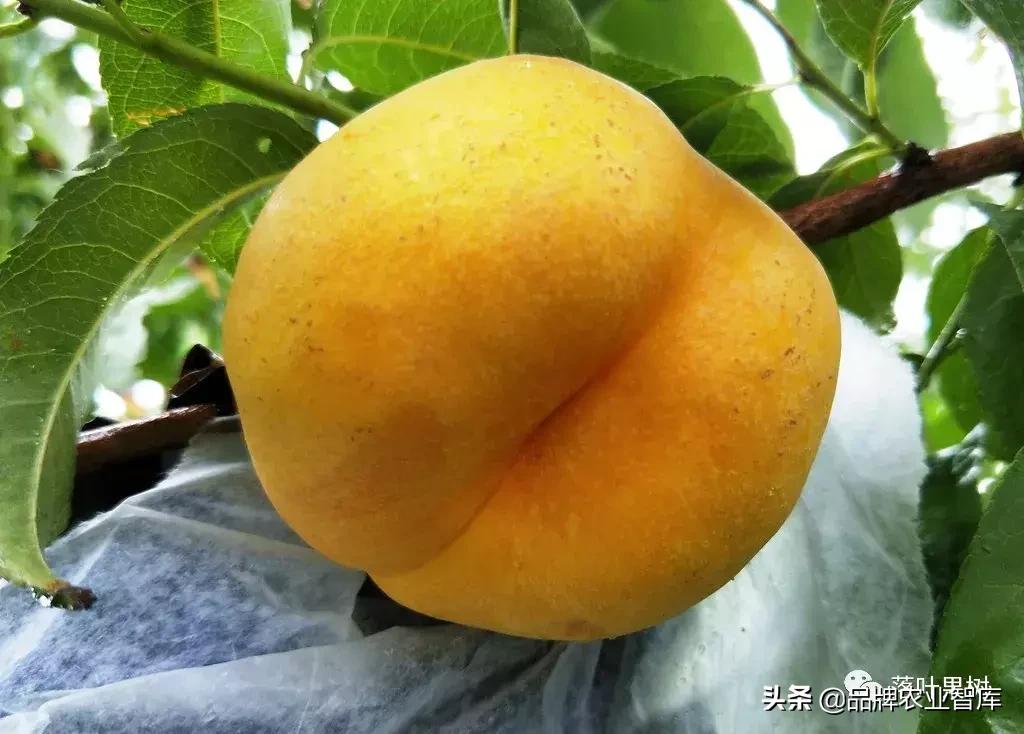 黄蟠桃和黄油蟠桃哪个更好,黄油蟠桃2019