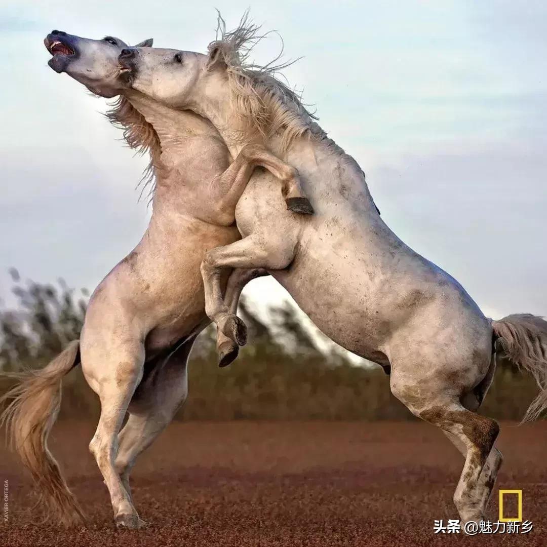 摄影欣赏:大开眼界,美国国家地理拉美官网的精彩大片