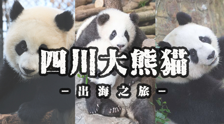 租借到外国的熊猫真的过得好吗,熊猫中国租借熊猫