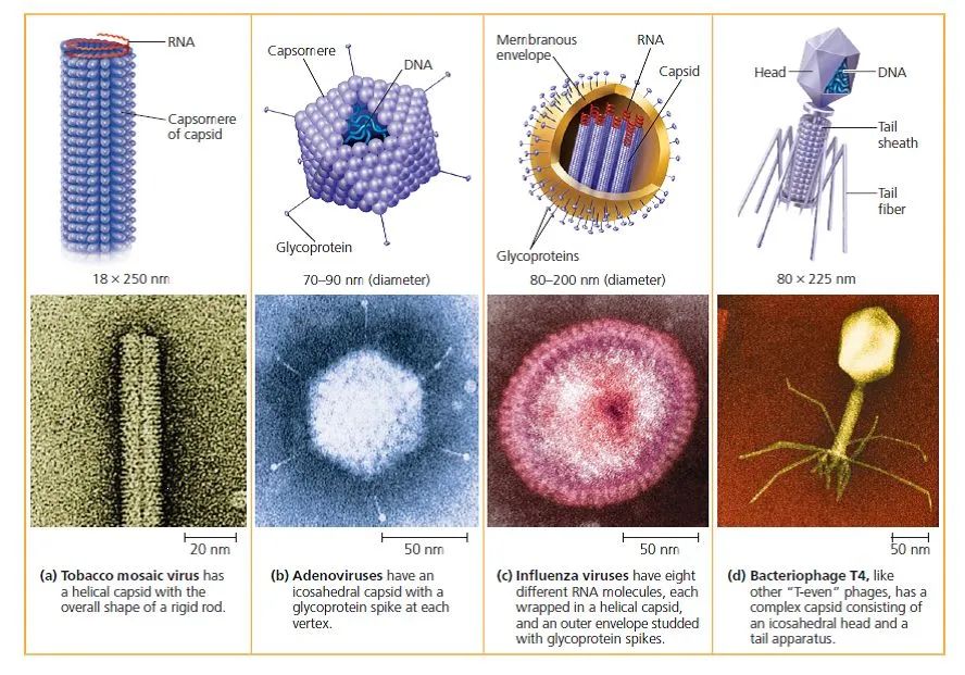 北大院长讲史：第一株病毒是如何被人类发现的？|赛先生