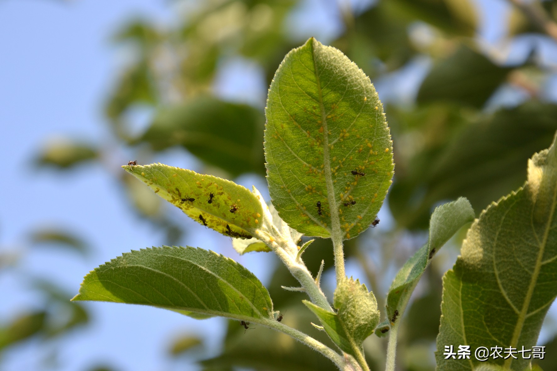 苹果蚜怎么防治,苹果黄蚜用什么药最好