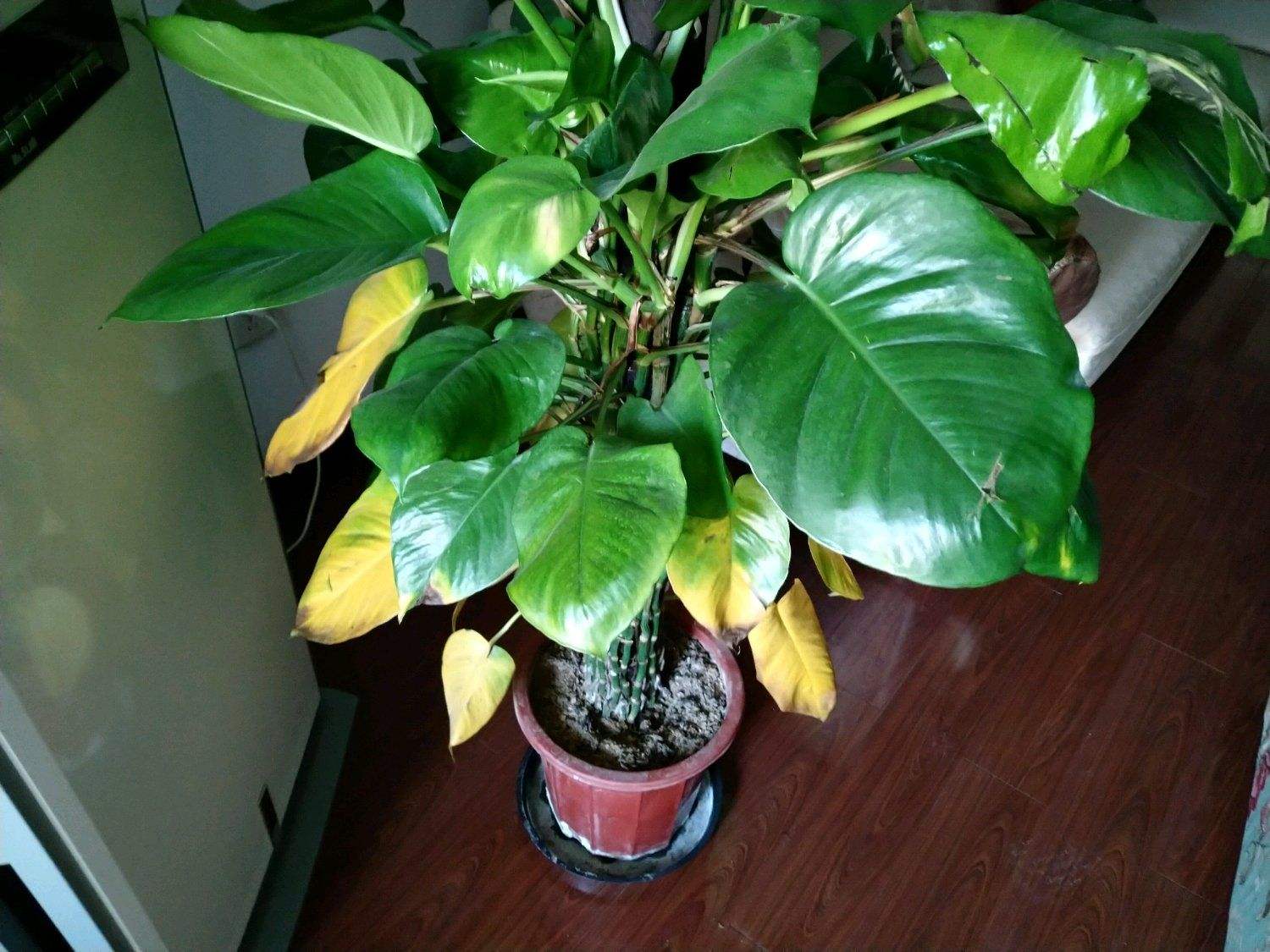 绿萝冬天浇水正确方法,绿萝冻伤怎么办