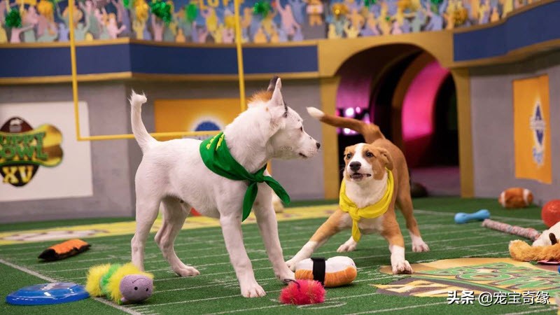 国外狗狗敏捷比赛,狗狗敏捷大赛罗威纳