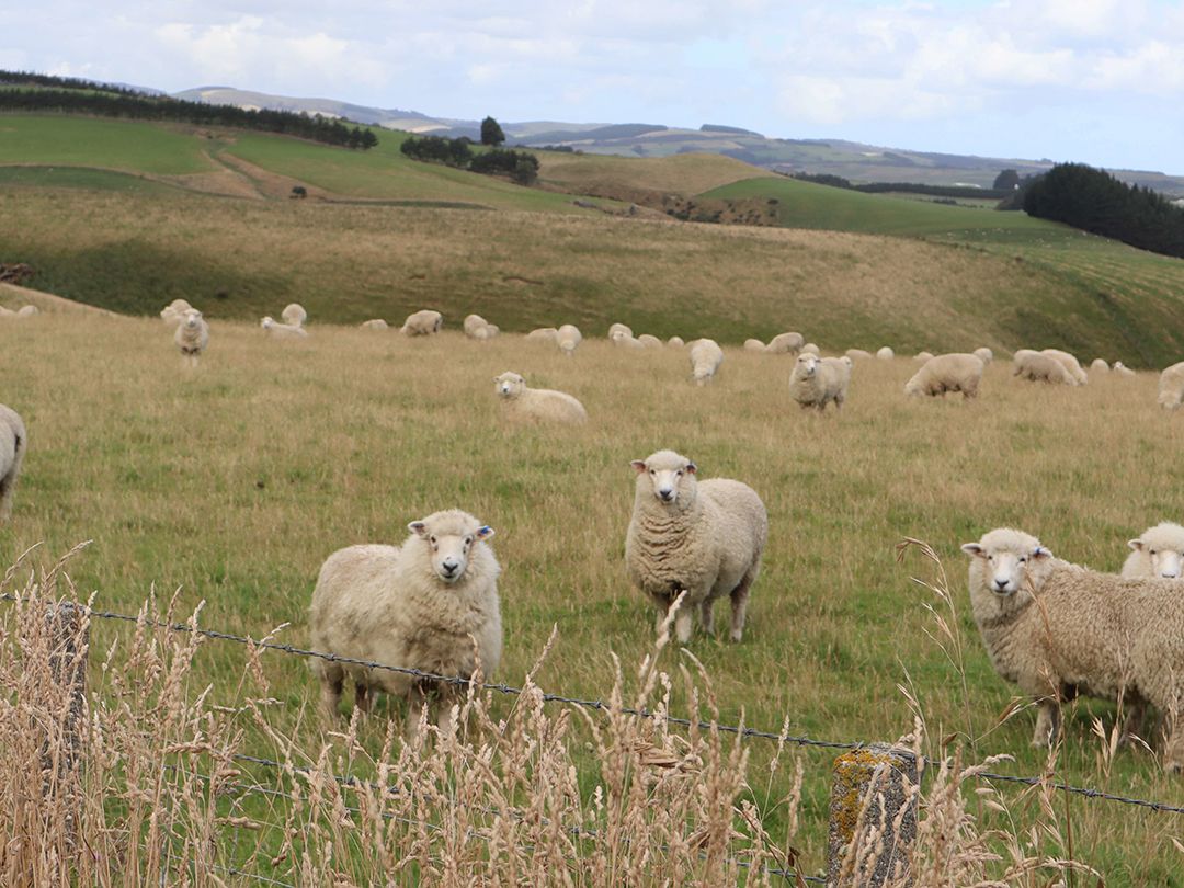 洛杉矶搬到新西兰2年，说说哪里更适合中国人