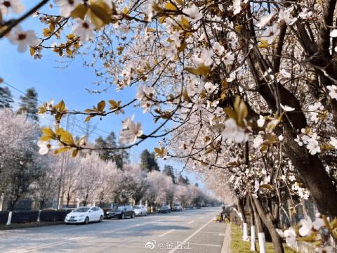 成都春游好去处周末 (成都周边周末春游推荐)