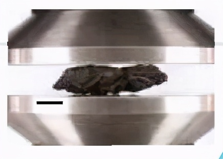 甲虫为什么那么强,压不死的灰色小虫子