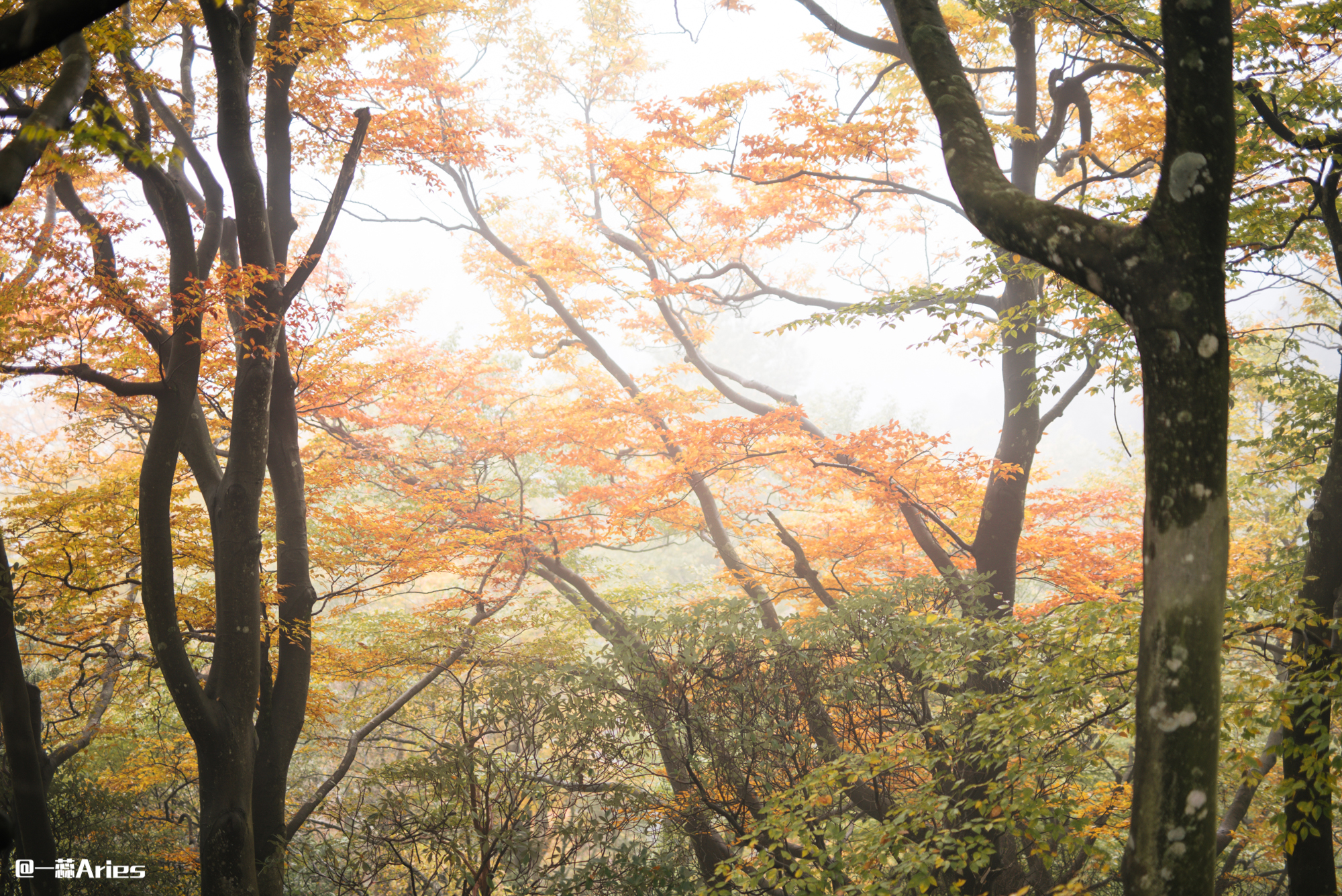 成都周边秋天美到极致的秋色,成都近郊游最美秋色