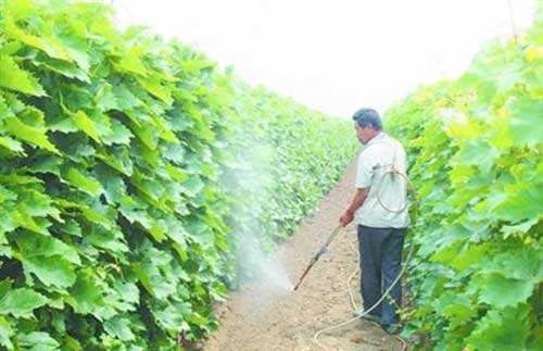 关于钾肥你了解多少,钾肥的基础知识大全