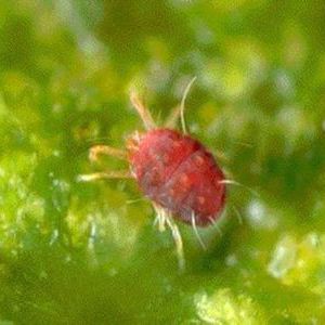 葡萄虫害防治大全,葡萄的主要虫害有哪些