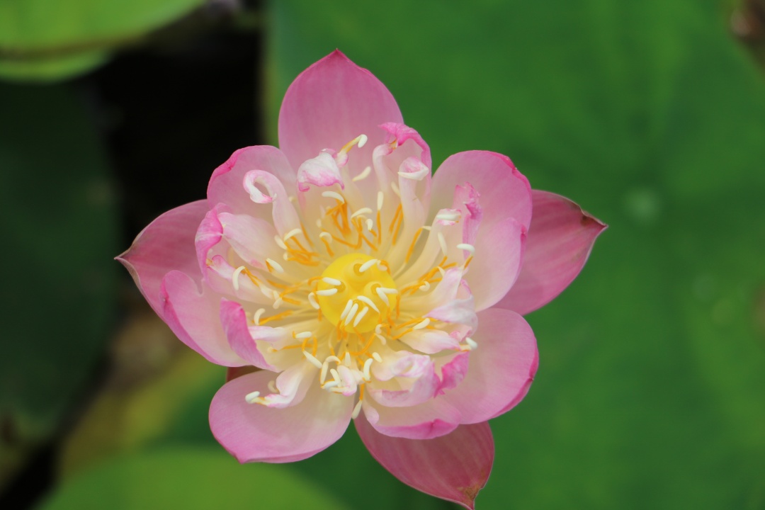 碗莲怎么磨开口,碗莲的正确打开方式