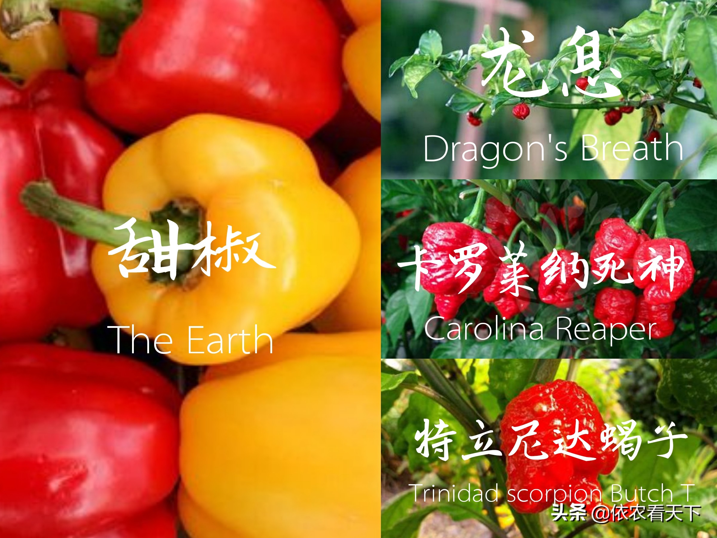 如何让种植的辣椒高产且更辣,辣椒怎么种植会越来越辣