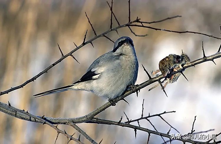 奇思妙想的动物有哪些,动物们的奇思妙想