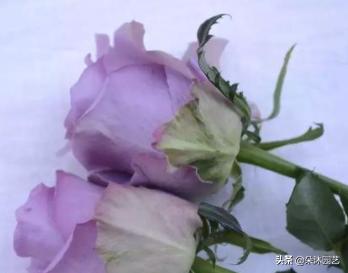 科普|别再吐槽啦，玫瑰不“新鲜”才是正常的！那叫保护瓣儿~