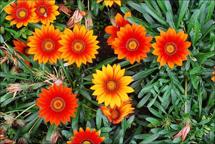 养盆“假太阳”，各色“小勋章”，这种菊花忒漂亮，假花一样