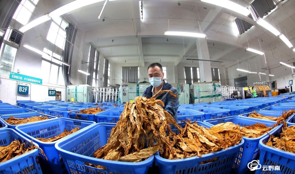 多措并举推进烤烟工作,烟叶党建与业务融合具体工作措施