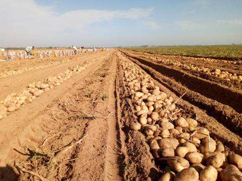 土豆滞销价格表,今年土豆为什么价这么低