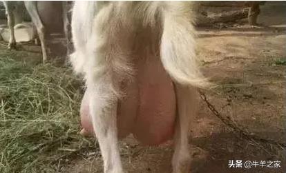 育肥羊传染性疾病,养羊人得布病是怎么传染的