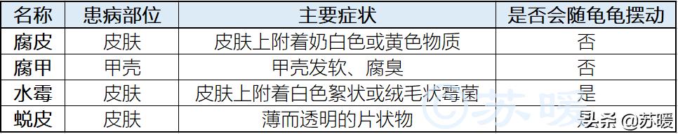 乌龟腐甲腐皮最佳治疗方法,乌龟脱皮和水霉病的区别
