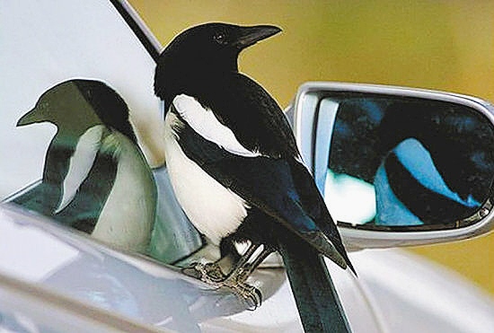 30个关于动物的冷知识,关于动物的冷知识50字