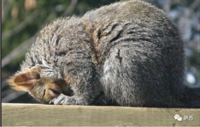 动物买起醉来多疯狂?加拿大松鼠嗜酒如命,山雀也要分一杯“羹”